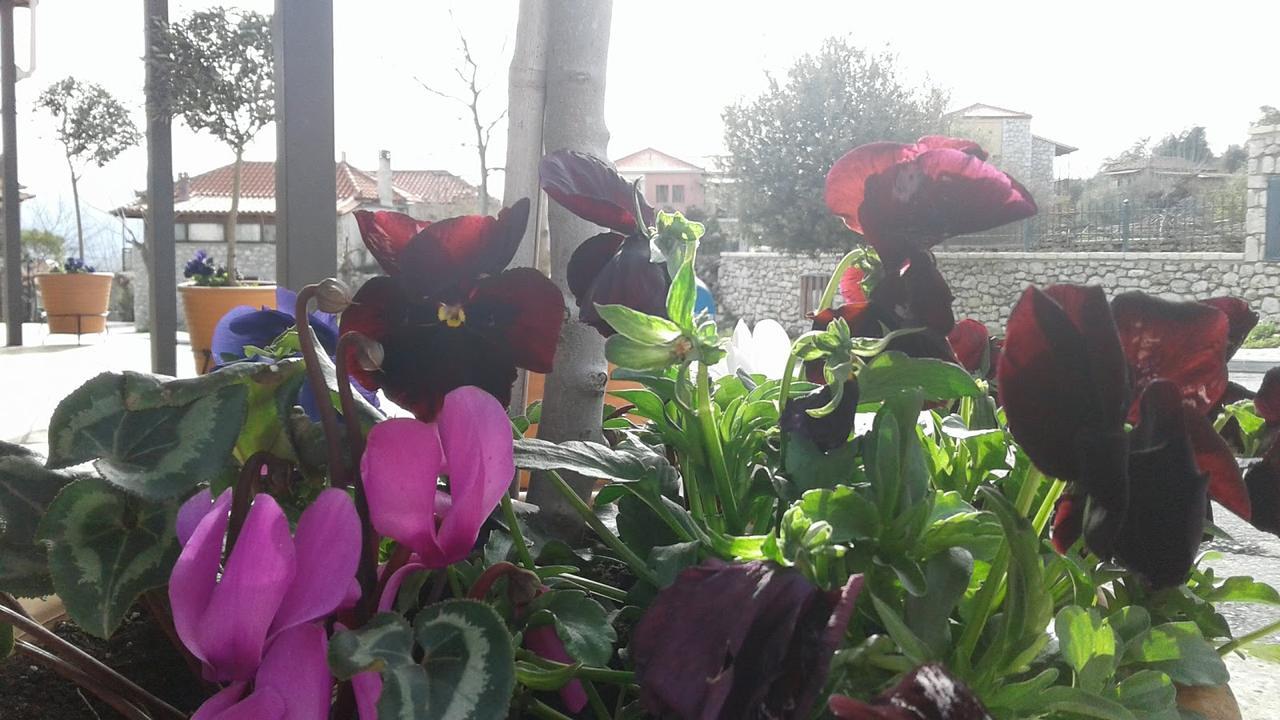 Ellinikón Elaion Guesthouse מראה חיצוני תמונה